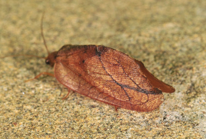 Drepanepteryx phalaenoides - Hemerobiidae